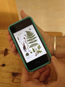 iPhone fern2 for blog
