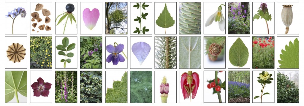 visual botany plant parts matrix again